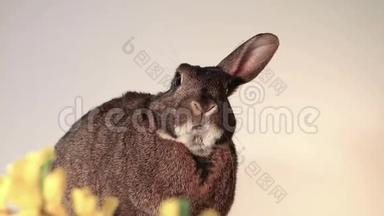 小灰兔兔一只耳朵一只耳朵一只耳朵，滑稽地表现出独特的天赋